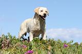 LABRADOR 553